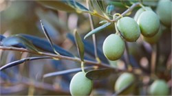 Using Resins to Debitter Olives May Be Eco-Friendly Alternative